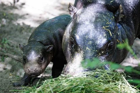 First outing for pygmy hippo calf in the outdoor enclosure at Zoo Berlin, German Stock Photos