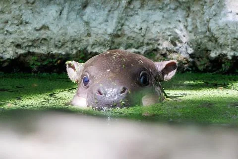 First outing for pygmy hippo calf in the outdoor enclosure at Zoo Berlin, German Stock Photos