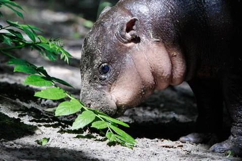 First outing for pygmy hippo calf in the outdoor enclosure at Zoo Berlin, German Stock Photos
