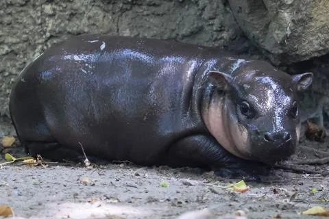 First outing for pygmy hippo calf in the outdoor enclosure at Zoo Berlin, German Stock Photos
