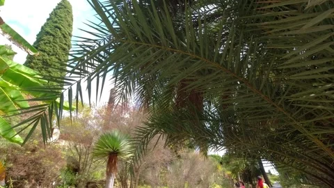 First palm trees and path in Jardí Botànic Marimurtra in Blanes Stock Footage 249756253
