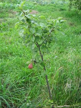 The first pear on the tree Stock Photos