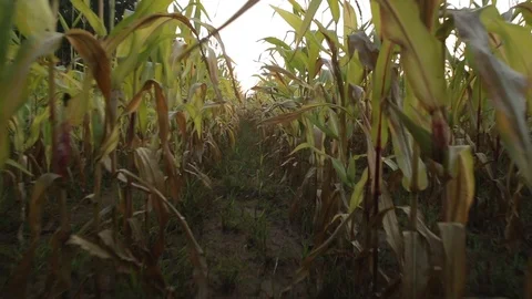 First-person camera moves forward between rows of corn Stock Footage 101032881