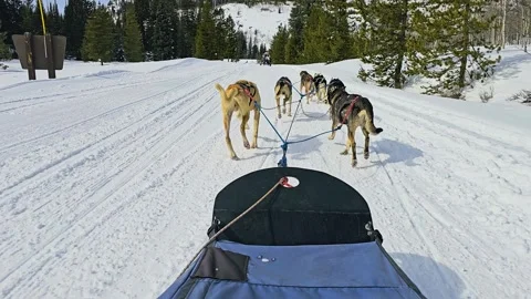 First person dog sledding through the Colorado Rockies follows six huskies Stock Footage 346505776