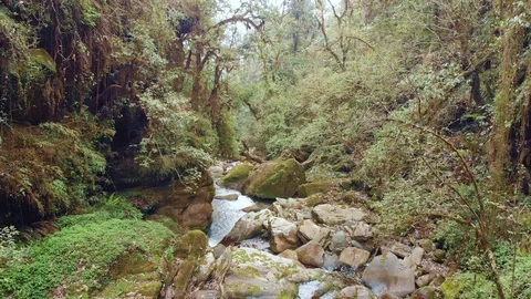 First-person flight in a deep canyon above a mountain river among thickets of Stock Footage 116316635