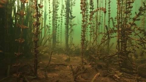 First person glide over a lake bed with milfoil and swimming roach 库存影片 346559553