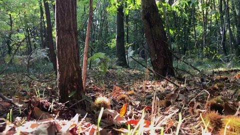 First-person low angle walk in chestnut wood on sunny autumn day 스톡 동영상 279434554