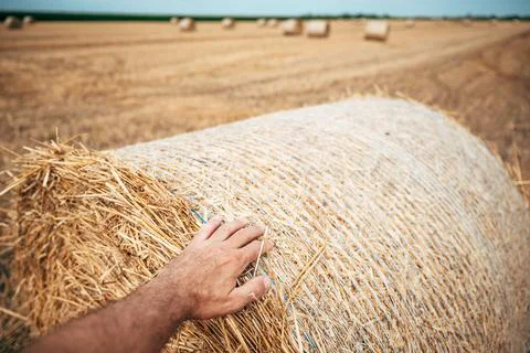 First-person perspective close-up of a worker touching a hay bale on an agr.. Stock Photos