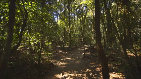 First person perspective of a hike in tropical forest of Thailand Stock Footage 153120333