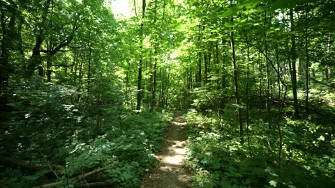First-Person Perspective of Hiking Through Sunny Summer Woods 動画素材 337305651