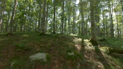 First-person perspective of a sun-dappled forest trail, showcasing a natura.. Stock Footage 295752531