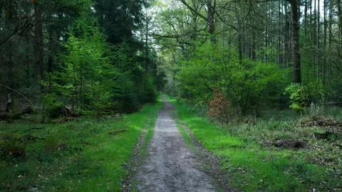 First-person perspective walking along a lush forest path 스톡 동영상 336594476