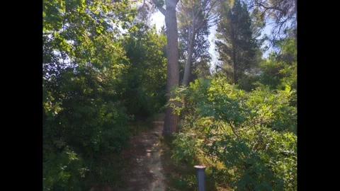 First person perspective walking on a hiking trail Stock Footage 344300067