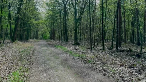 First person perspective walking on path in green forest 스톡 동영상 336594561