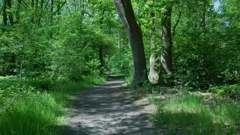 First person perspective walking on a path in a lush green forest 스톡 동영상 336903248