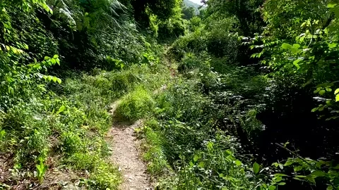 First person point of view of trekking in mountain woods. 스톡 동영상 158293772