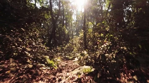 First person point of view walk walking on trail explore sightseeing Chitwa.. Stock Footage 280691358