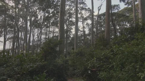 First person point of view of walking in gum forest Stock Footage 88517869
