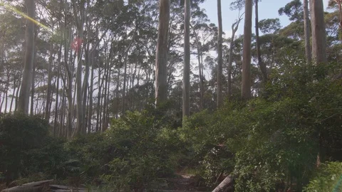 First person point of view of walking in gum forest Stock Footage 127843328