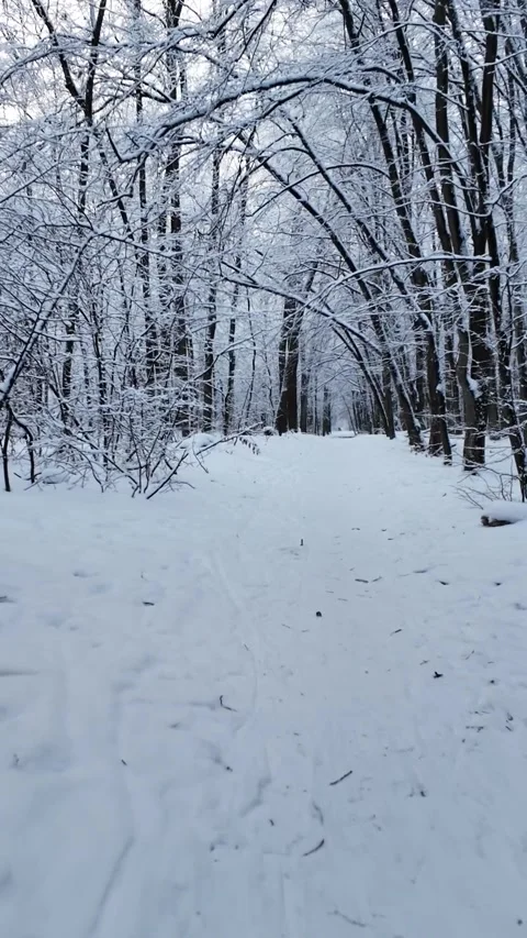 First Person POV Walk Through Snowy Winter Forest Stock Footage 345581751