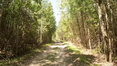 First-person running along a peaceful forest trail lined with pine trees in 스톡 동영상 339070843