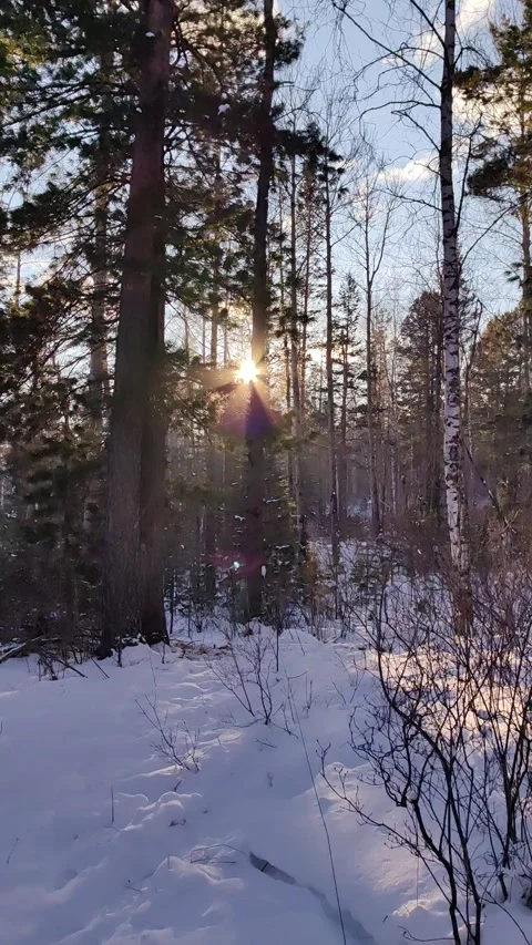 First-person shooting walking through snowy winter forest at sunset. vertical. Stock Footage 329164346