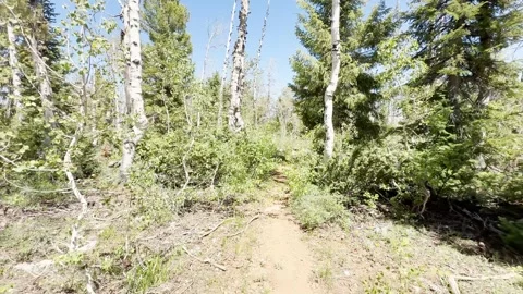 🥾 First-Person Trail Walk: Slow Motion POV Hike Through Sunlit Green Forest Stock Footage 340419580