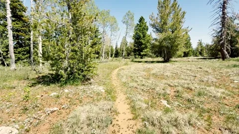 🥾 First-Person Trail Walk: Slow Motion POV Hike Through Sunlit Green Forest Stock Footage 340419584