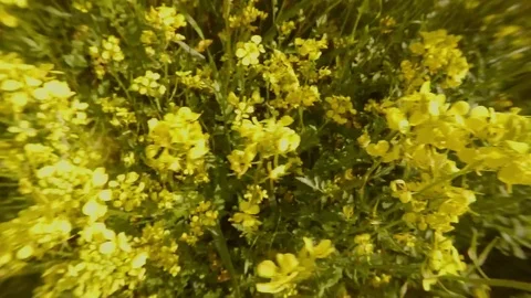 A first-person view of a bee quickly flies over yellow thick rape flowers, Stock Footage 81630483