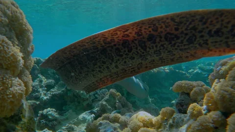 First person view from behind to Moray as it swims full body length in shallow Stock Footage 301241146