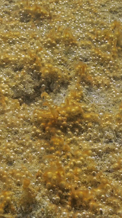 First-person view, benthic sampling from sandy area with single-celled algae Video stock 338023561