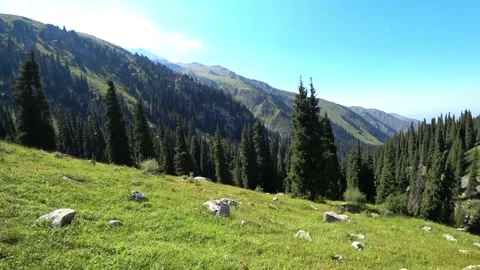 First-person view between the trees in the forest. Video stock 159142847