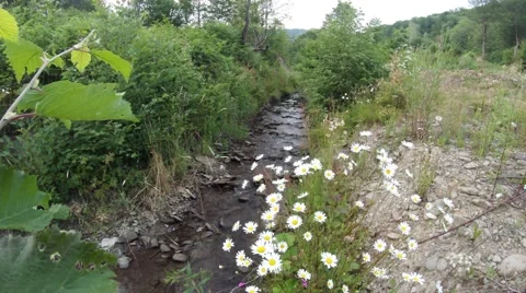 First-person view, the bird sits on a branch and looks like a flowing brook Stock Footage 42696423