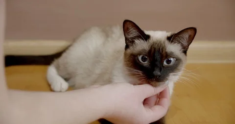 First person view of cute Thai cat feeling relaxing pleasing and happy when been Stock Footage 122953236