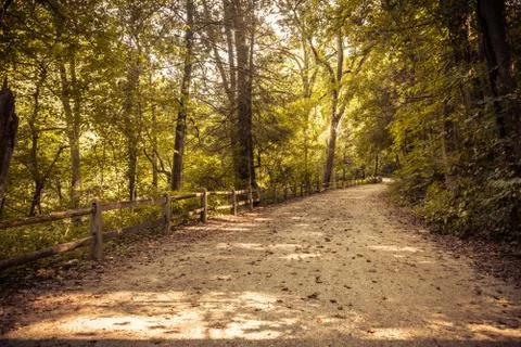 First person view of dirt path in forest 写真素材