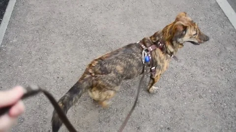 First-person view of the dog walking on a leash in front of the owner Stock Footage 85036403