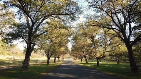 First person view driving along a country road under overhanging trees Stock Footage 110266581
