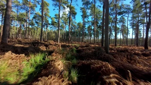 First Person View Drone Chasing Through Trees Woburn UK Stock Footage 337509247