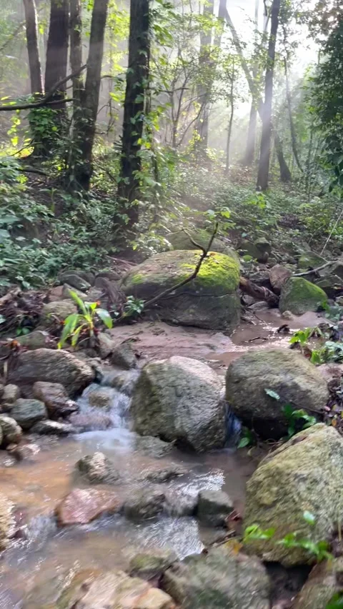 First person view exploring a tropical forest trail along a rocky stream Vídeo Stock 348420524