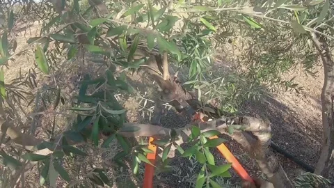 First person view of a farmer pruning an olive tree. Person with protective g Stock Footage 136057813