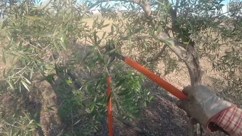 First person view of a farmer pruning an olive tree. Person with protective g Stock Footage 136057944