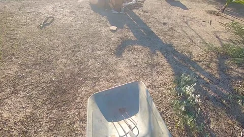 First person view of a farmer using a wheelbarrow to work in the countryside. Stock Footage 136057891