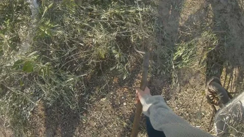 First person view of a farmer using rake and wheelbarrow to remove the branch Stock Footage 136058021