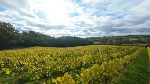 First person view flying over golden autumn vineyard Stock Footage 327026960