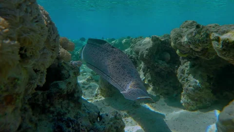 First person view following from behind Giant Moray as it swims full body length Stock Footage 327622706