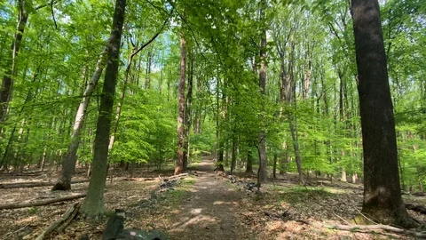 A first person view in a forest in the springtime Stock Footage 129722570