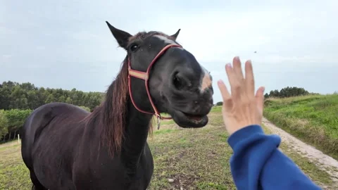 First-person view of a hand gently touching the muzzle of a black horse wearing Video stock 347362533