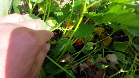 First person view of a hand lifting green leaves to uncover ripe red strawberrie Vídeos de archivo 336486528