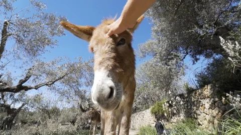 First person view of hand stroking a cute brown wild donkey in a forest. Stock Footage 101717295