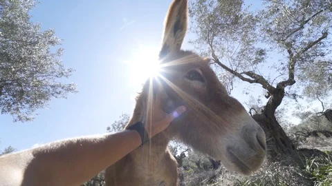 First person view of hand stroking a cute brown wild donkey in a forest. Stock Footage 101717502